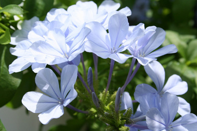 ルリマツリの育て方｜花後の切り戻しで豪華に栽培 - 花と木の育て方